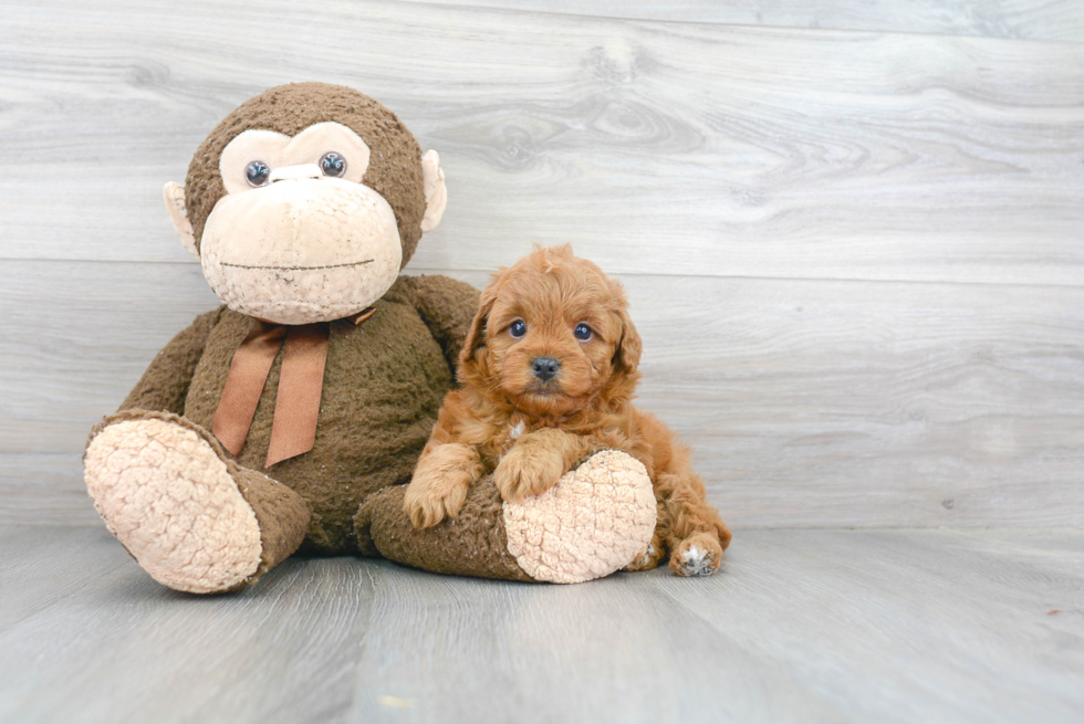 Cavapoo Pup Being Cute