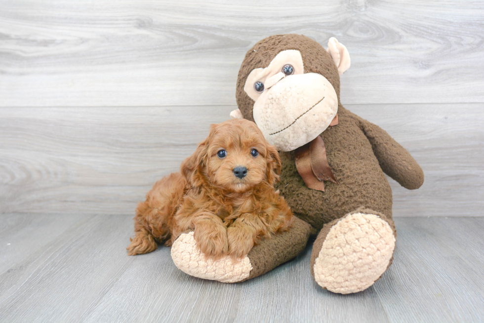 Cavapoo Pup Being Cute