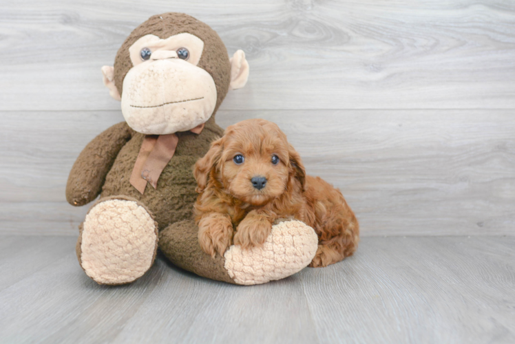 Best Cavapoo Baby