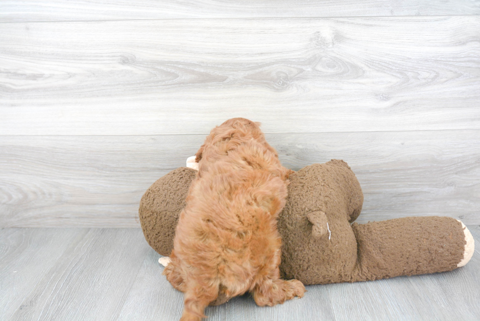 Cavapoo Puppy for Adoption