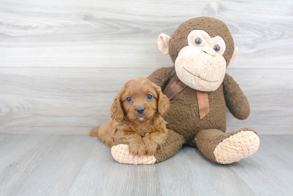 Petite Cavapoo Poodle Mix Pup