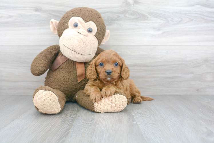 Fluffy Cavapoo Poodle Mix Pup