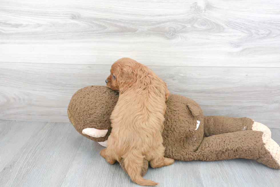 Petite Cavapoo Poodle Mix Pup