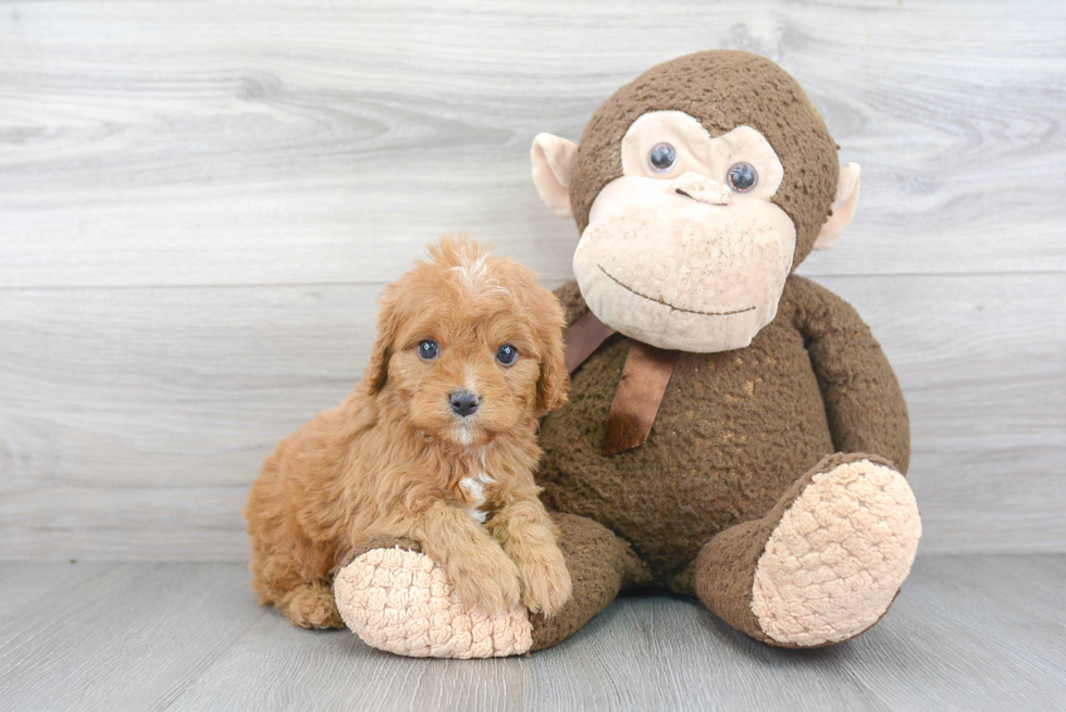 Best Cavapoo Baby