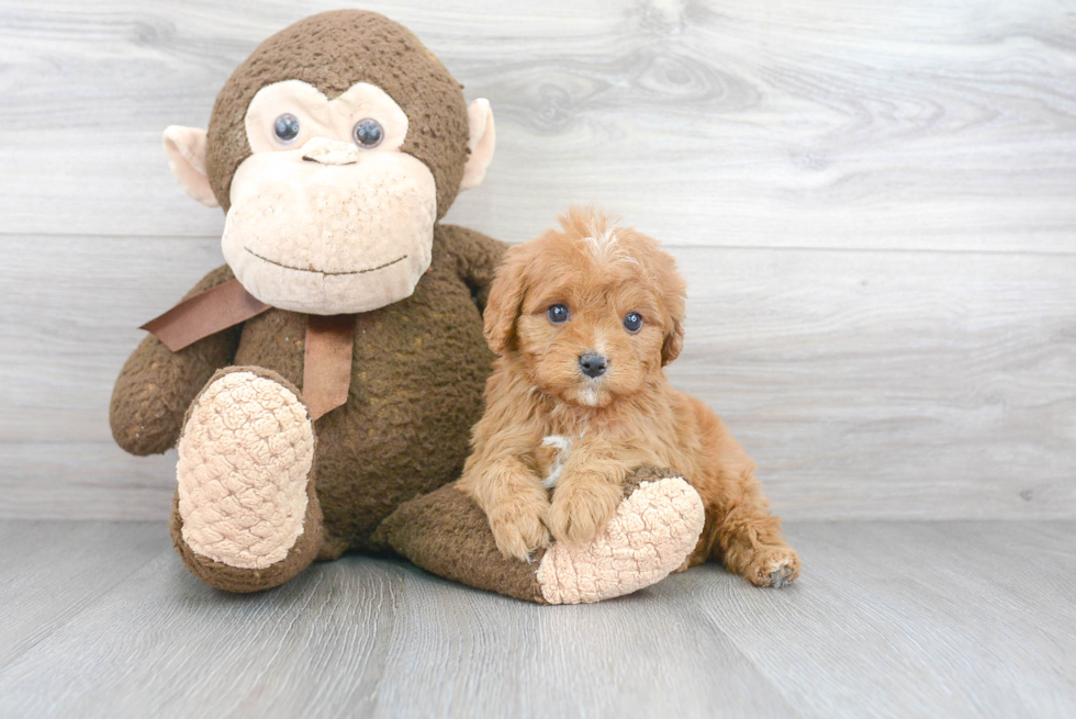 Best Cavapoo Baby