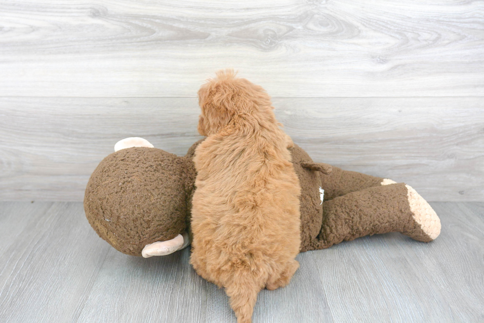 Energetic Cavoodle Poodle Mix Puppy