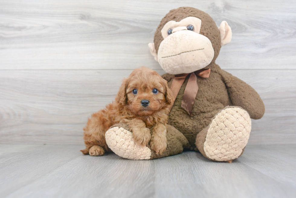 Best Cavapoo Baby