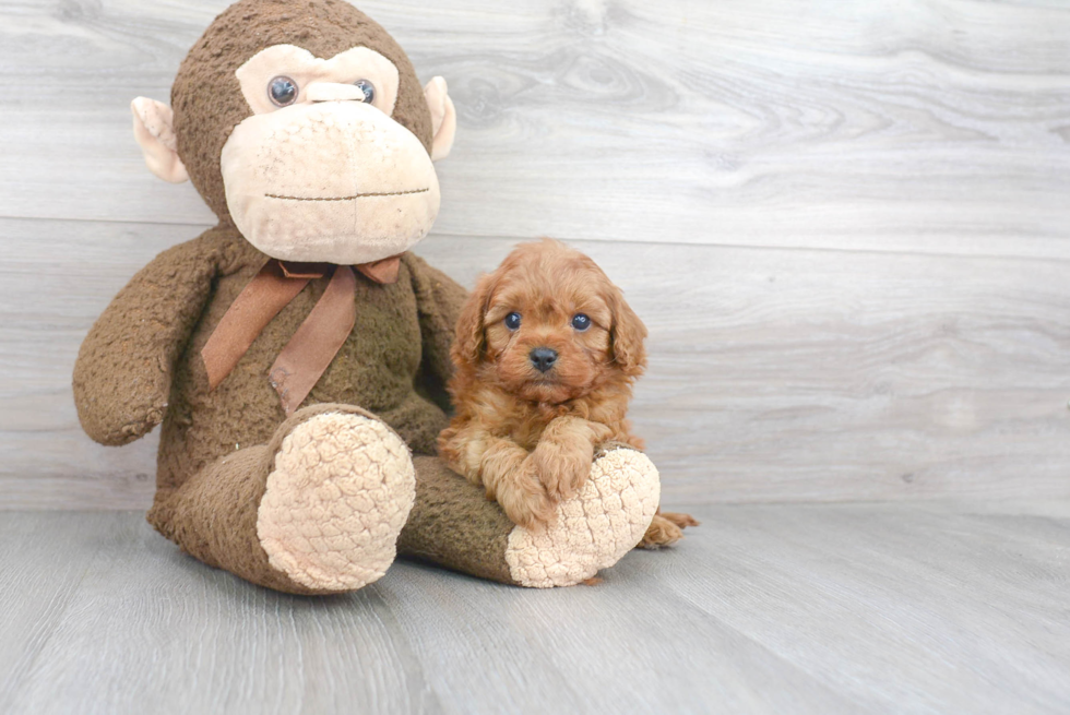 Cavapoo Puppy for Adoption