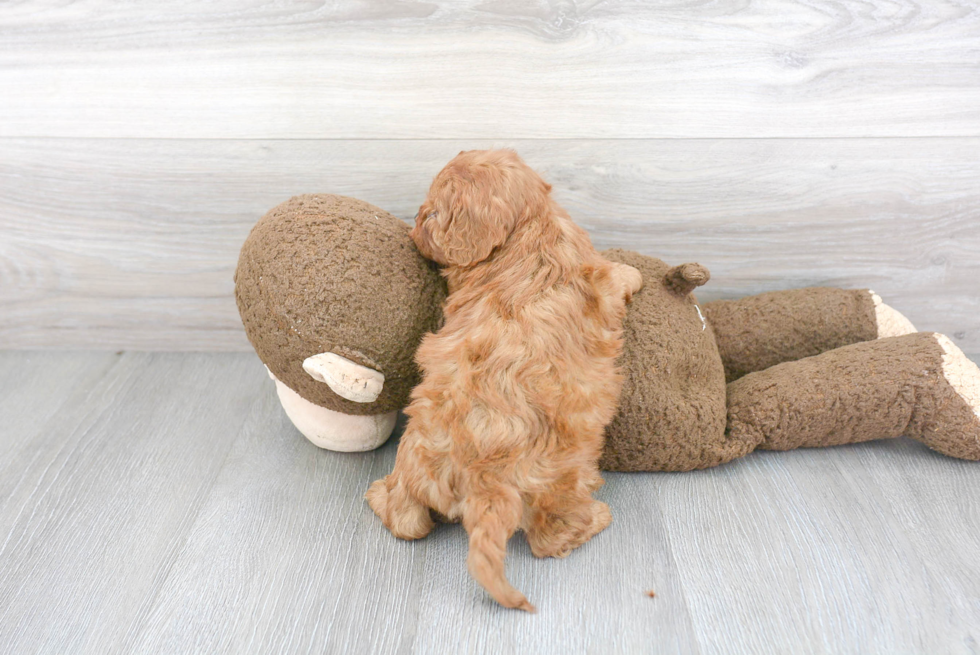 Fluffy Cavapoo Poodle Mix Pup