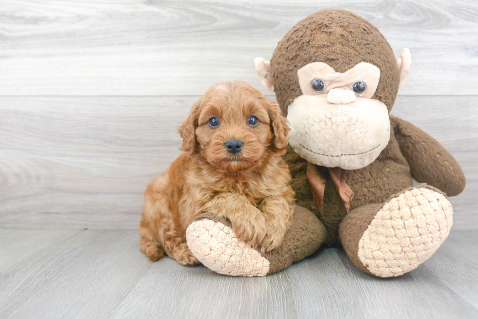 Cavapoo Pup Being Cute