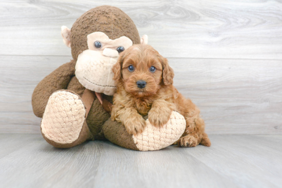 Cavapoo Pup Being Cute