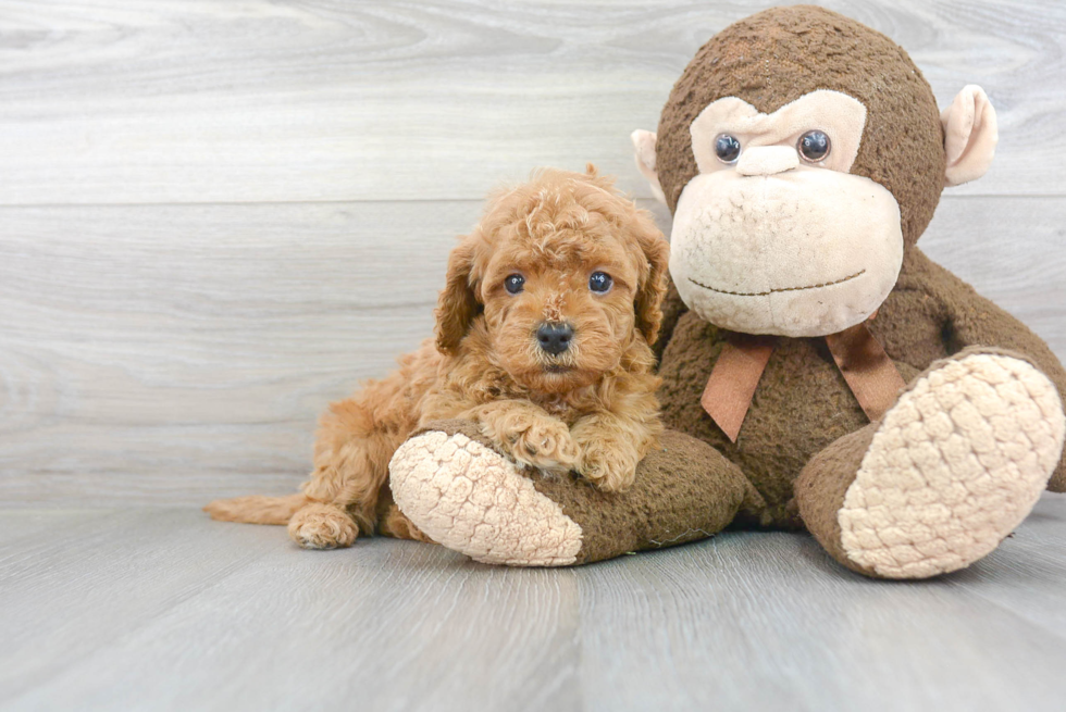 Best Cavapoo Baby