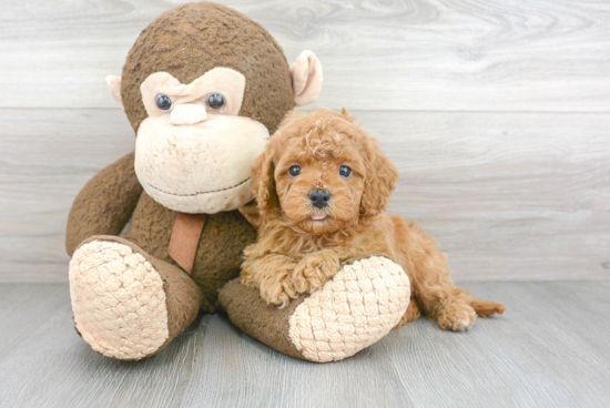 Best Cavapoo Baby