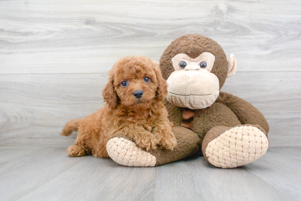 Cute Cavapoo Baby