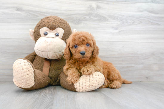 Smart Cavapoo Poodle Mix Pup