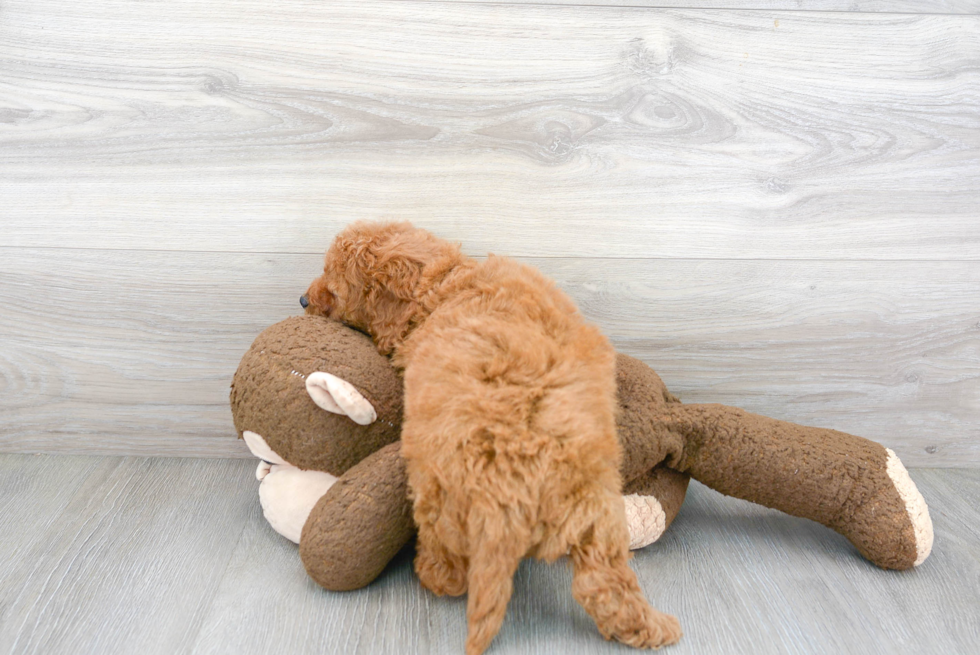 Cavapoo Pup Being Cute