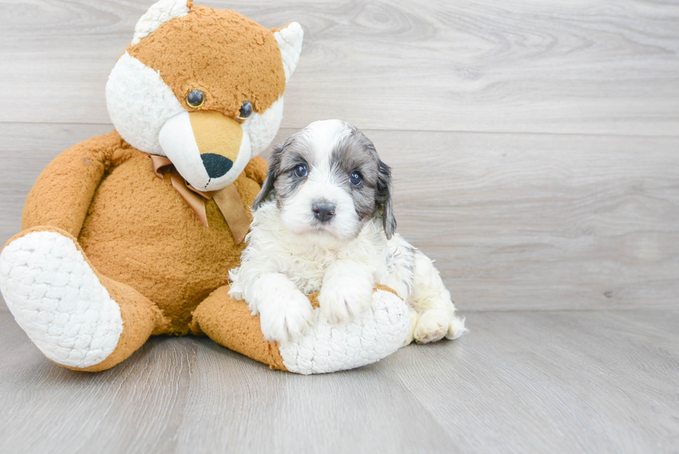 Cavapoo Puppy for Adoption