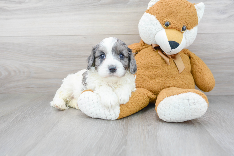 Cavapoo Pup Being Cute