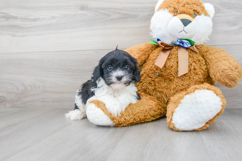 Happy Cavapoo Baby