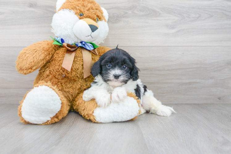 Cavapoo Pup Being Cute