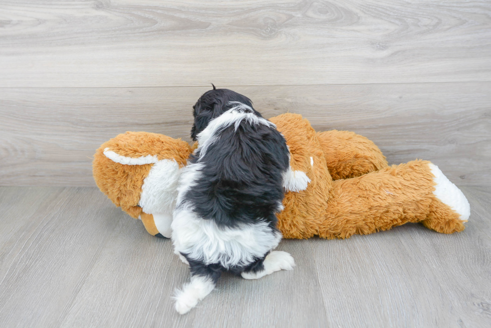 Cavapoo Puppy for Adoption