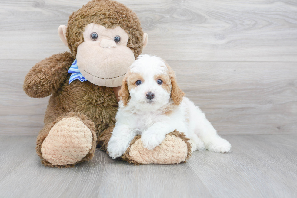 Small Cavapoo Baby