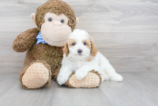 Small Cavapoo Baby