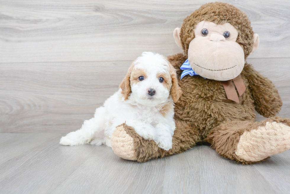 Playful Cavoodle Poodle Mix Puppy