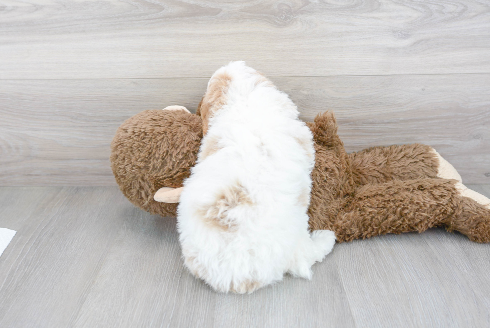 Cavapoo Pup Being Cute