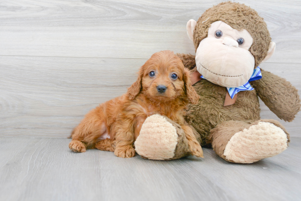 Small Cavapoo Baby