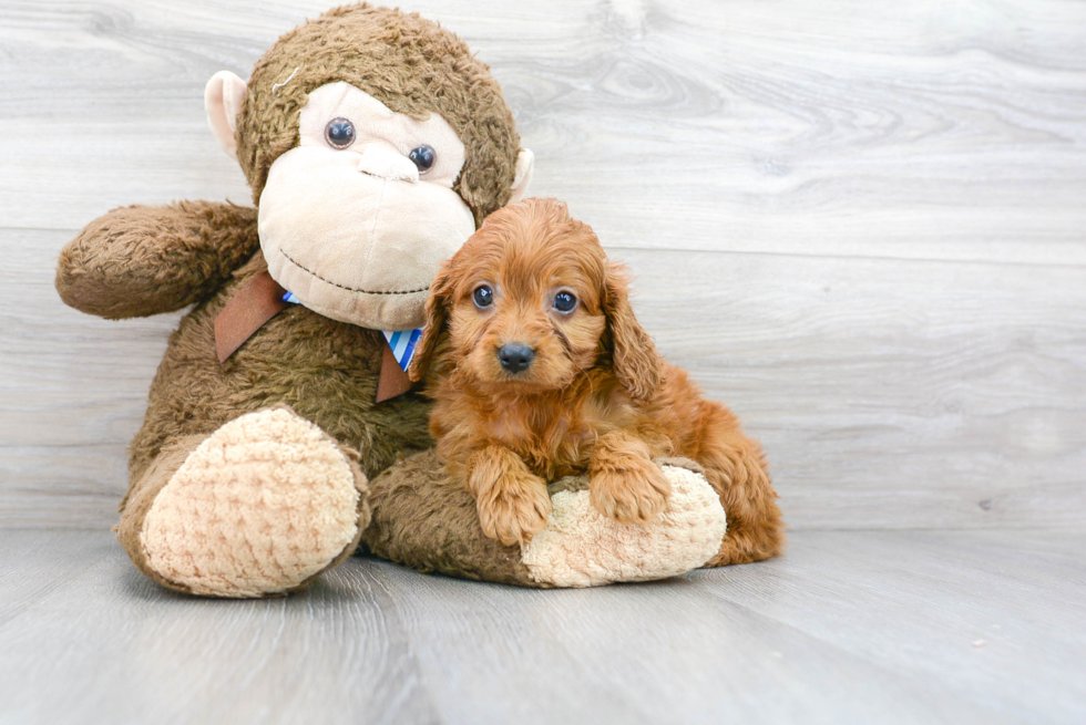 Best Cavapoo Baby