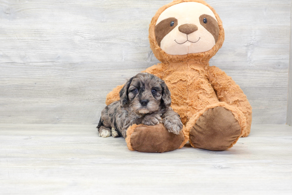 Playful Cavoodle Poodle Mix Puppy