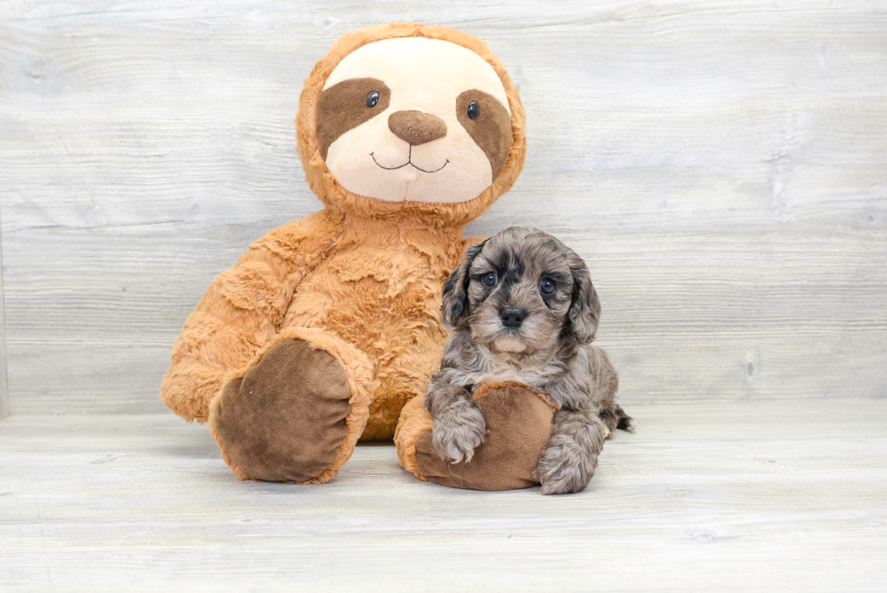 Cavapoo Puppy for Adoption