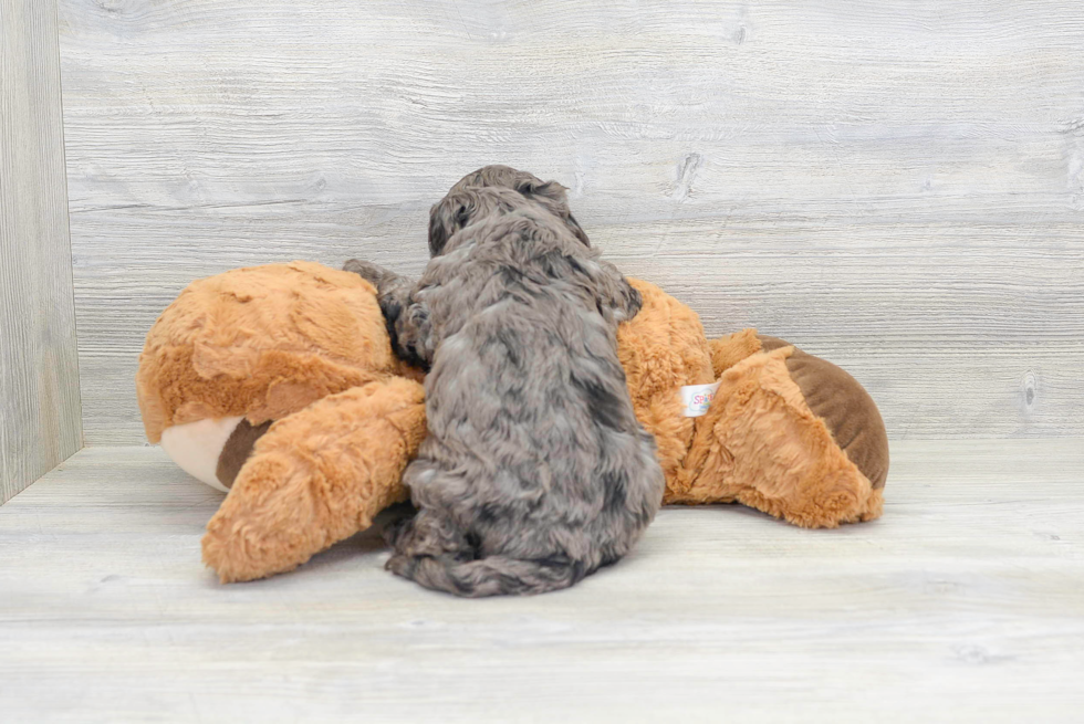 Cavapoo Puppy for Adoption