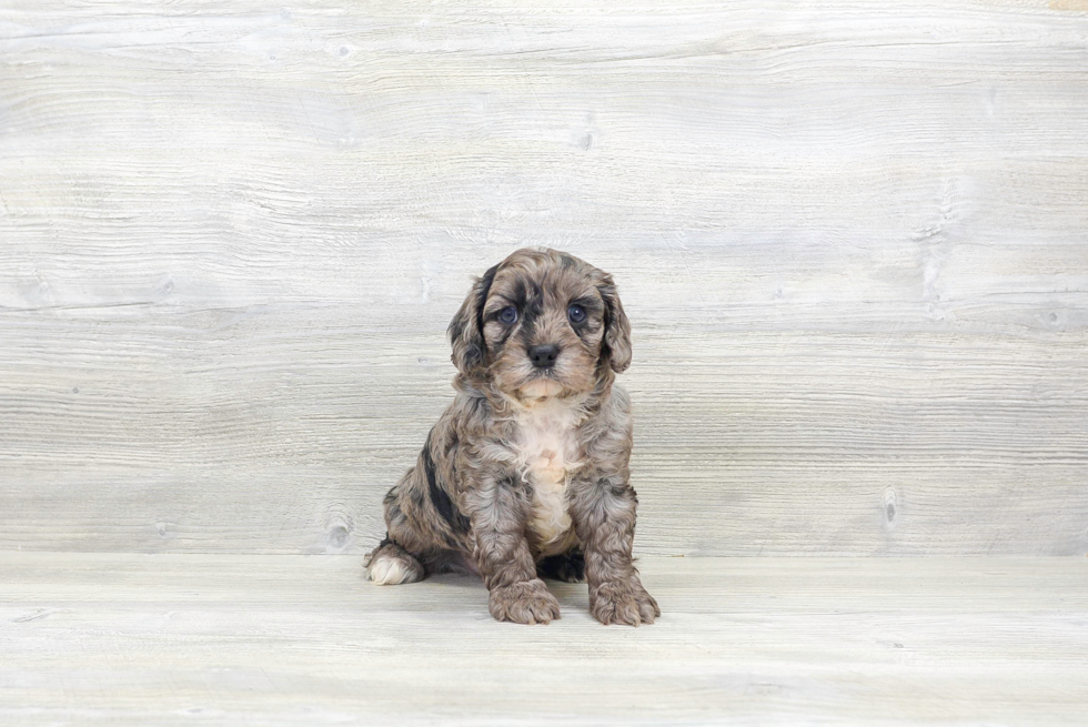 Happy Cavapoo Baby