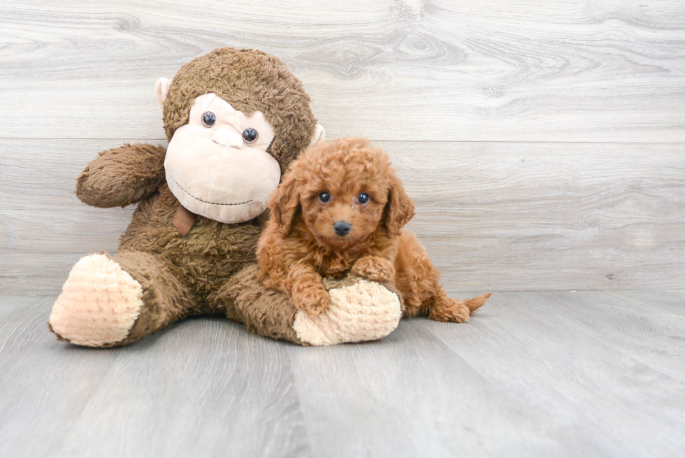 Friendly Cavapoo Baby