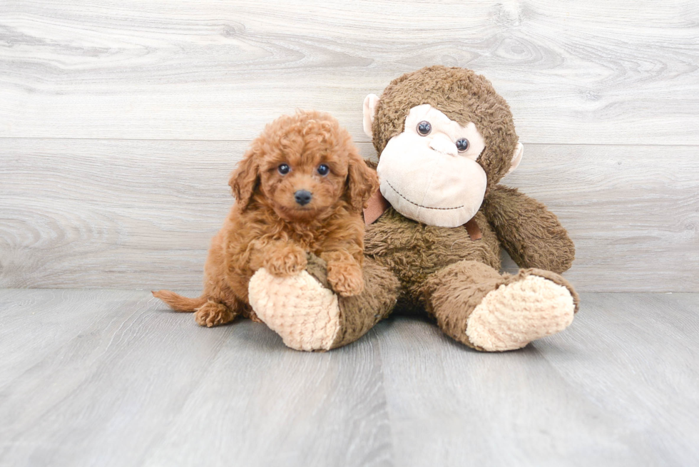 Playful Cavoodle Poodle Mix Puppy