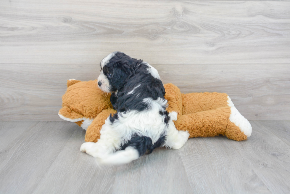 Hypoallergenic Cavoodle Poodle Mix Puppy