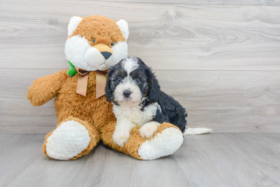 Adorable Cavoodle Poodle Mix Puppy