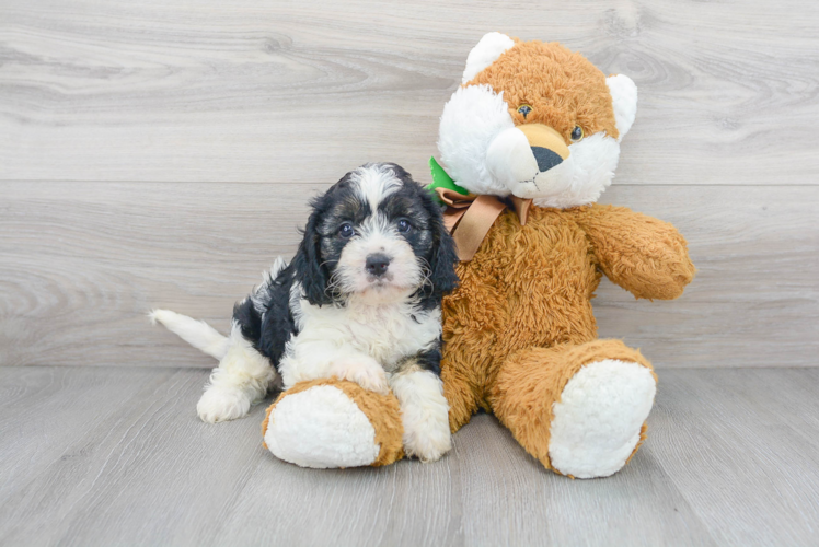 Energetic Cavoodle Poodle Mix Puppy