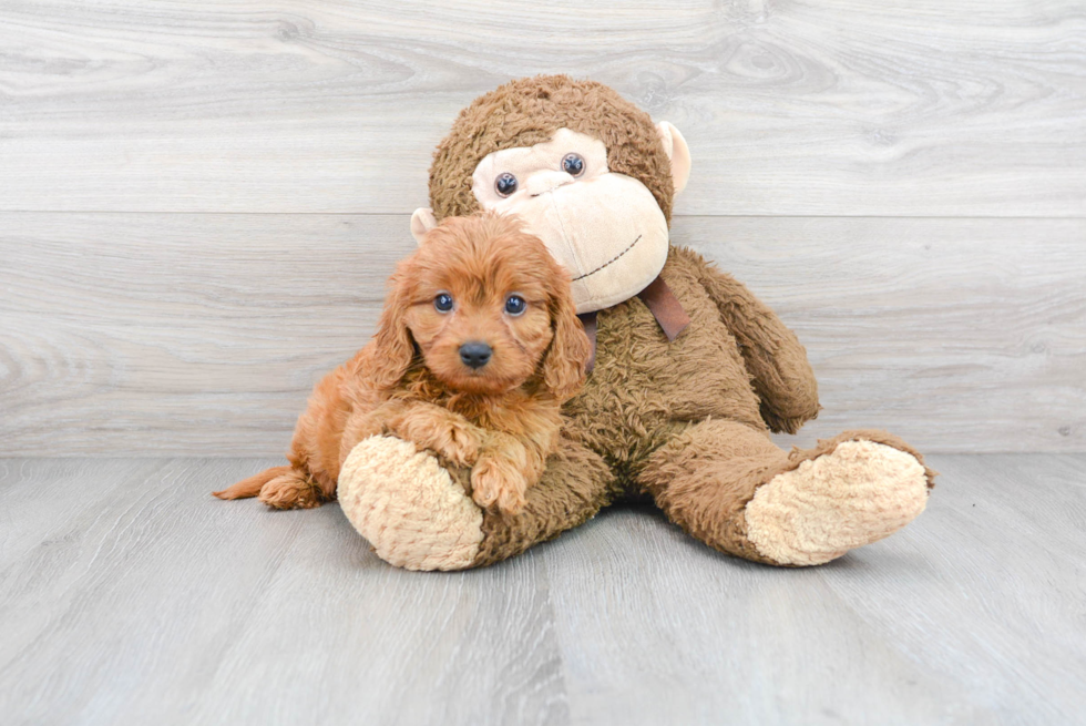 Cavapoo Puppy for Adoption