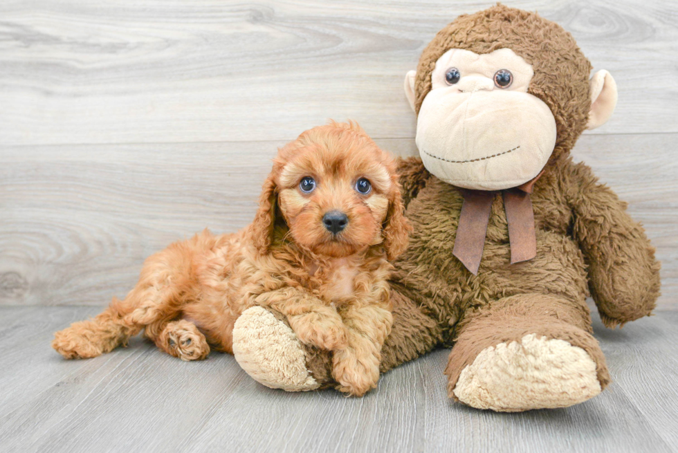 Cavapoo Puppy for Adoption