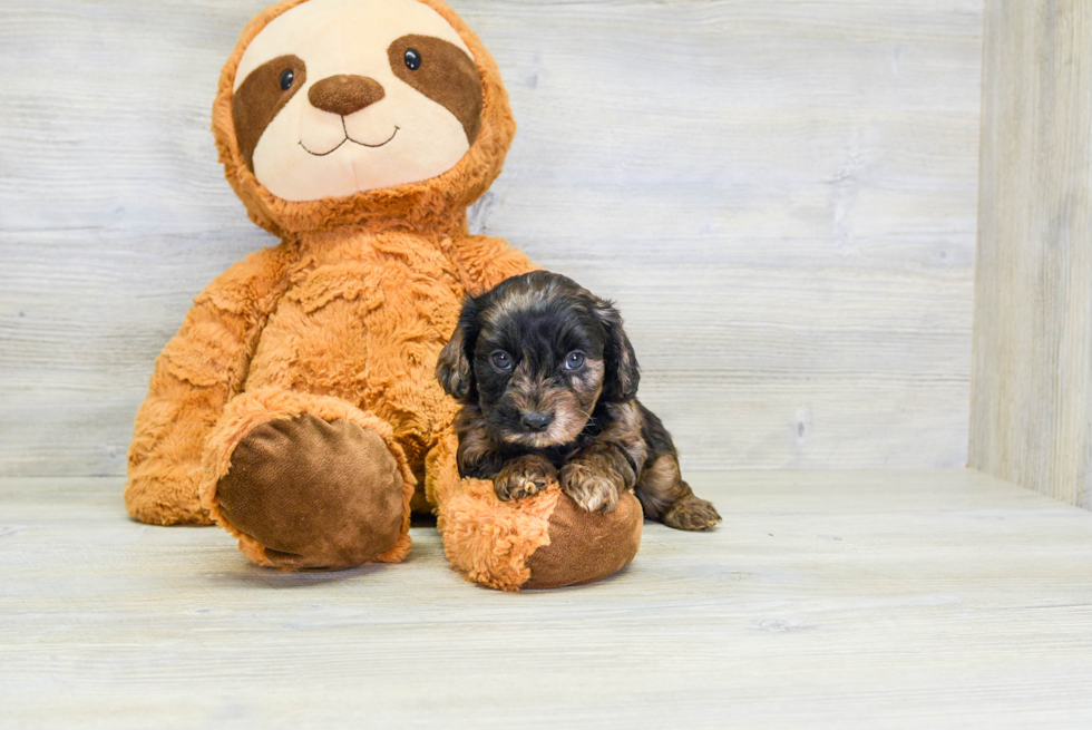 Cavapoo Puppy for Adoption