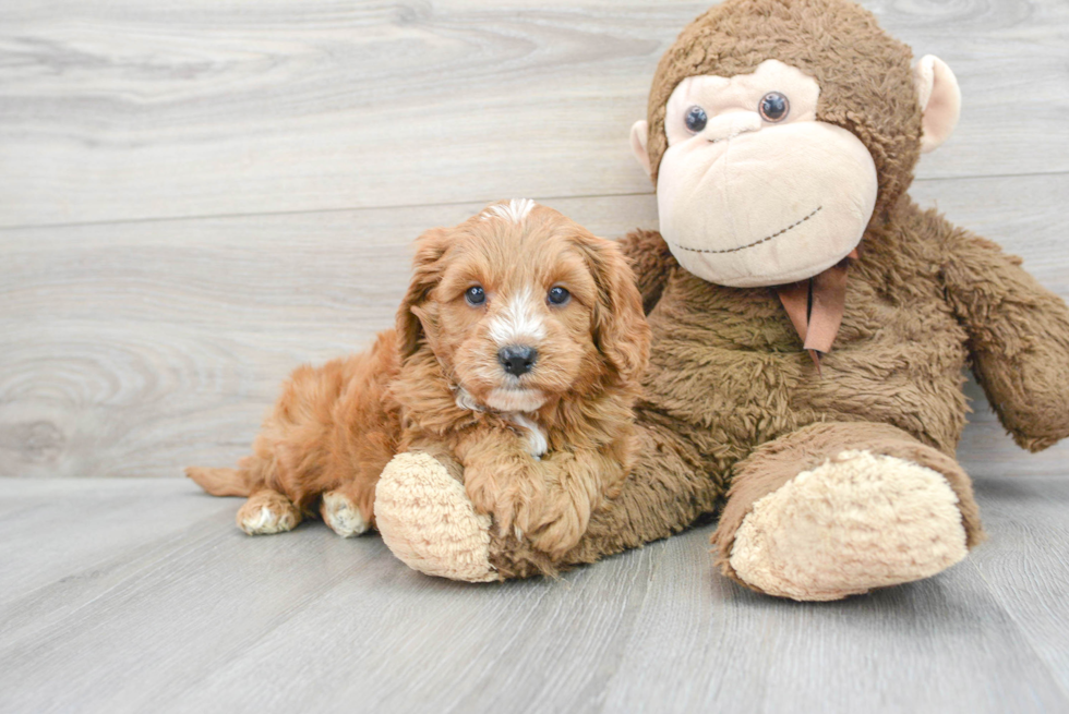 Hypoallergenic Cavoodle Poodle Mix Puppy