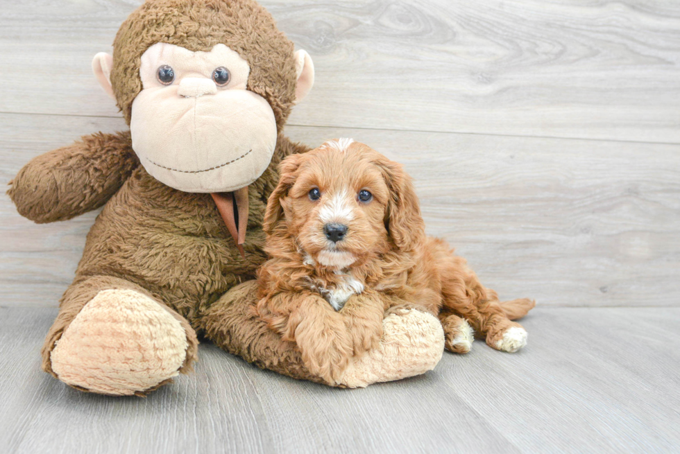 Cavapoo Puppy for Adoption