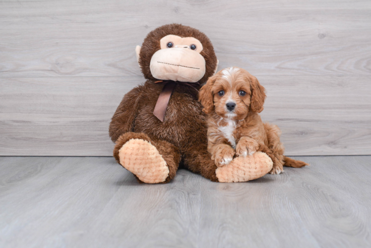 Cavapoo Pup Being Cute