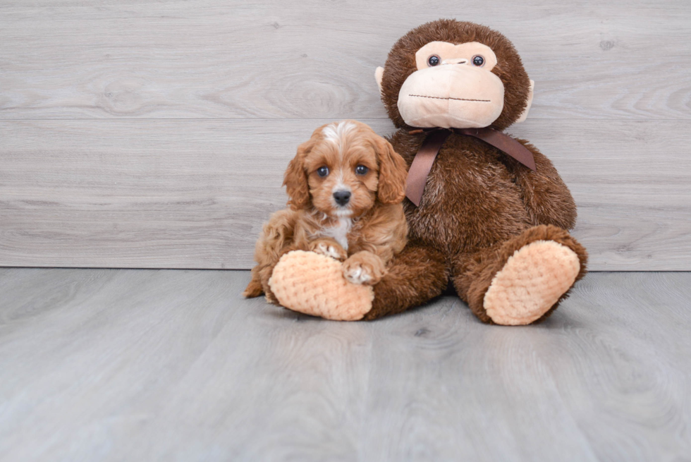 Funny Cavapoo Poodle Mix Pup