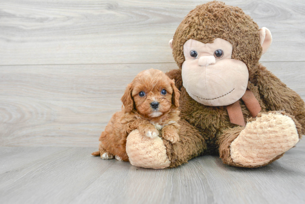 Friendly Cavapoo Baby