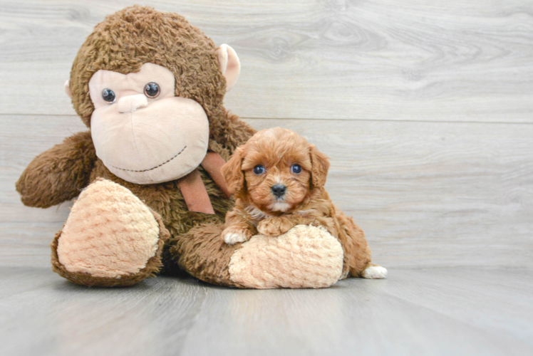 Funny Cavapoo Poodle Mix Pup