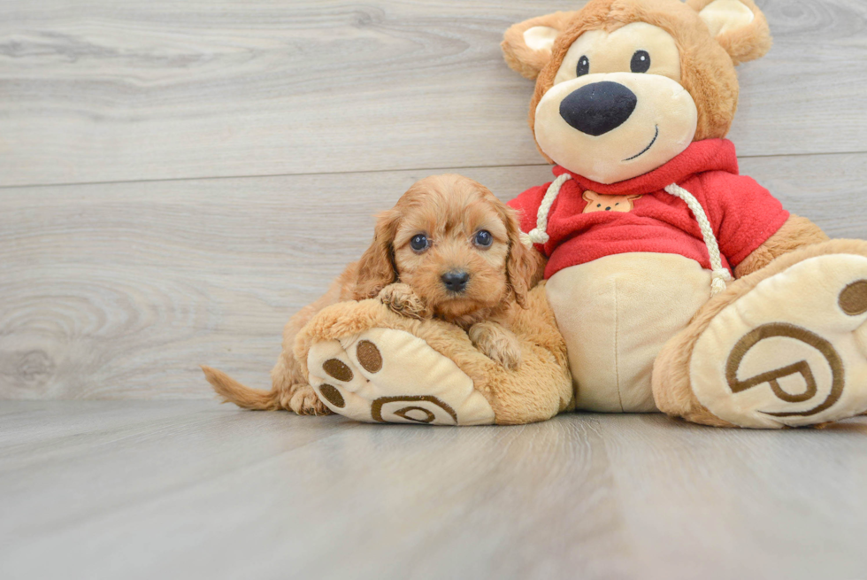 Sweet Cavapoo Baby